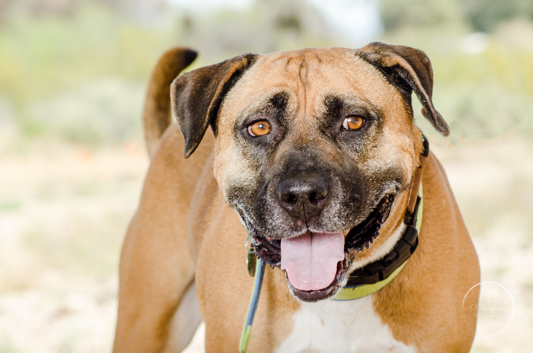 Adopt a friend: Oden